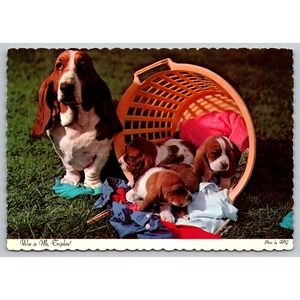 Vintage Basset Hound Mother Puppies Postcard Woe is Me Triplets Hancock NY